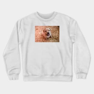 Labrador Puppies / Swiss Artwork Photography Crewneck Sweatshirt